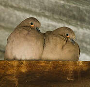 Black-winged Ground Dove