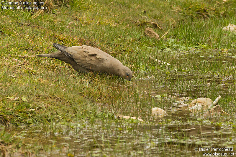 Black-winged Ground Dove