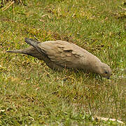 Black-winged Ground Dove