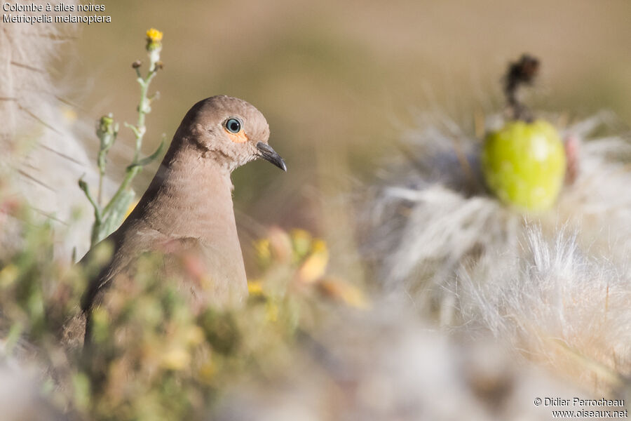 Black-winged Ground Dove