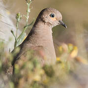 Black-winged Ground Dove