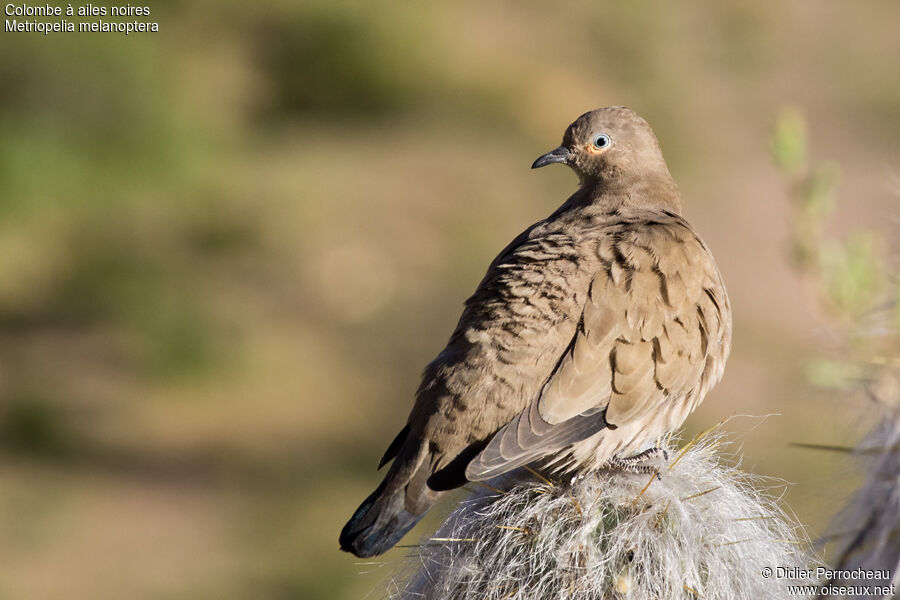 Black-winged Ground Dove