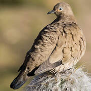 Black-winged Ground Dove