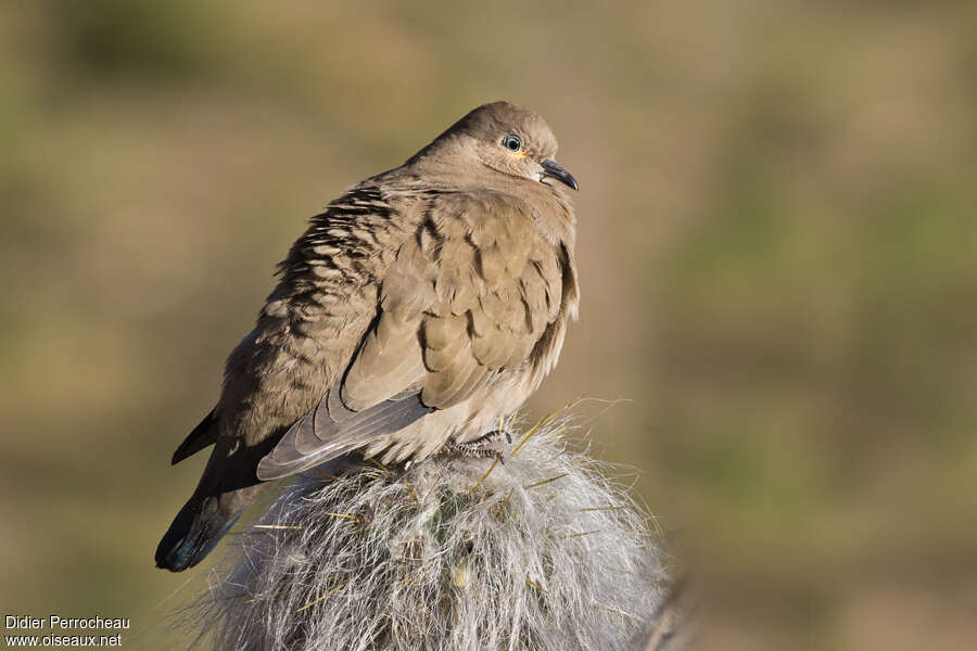 Colombe à ailes noiresadulte, identification