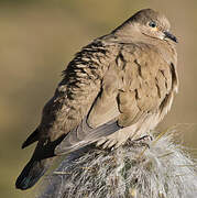 Black-winged Ground Dove