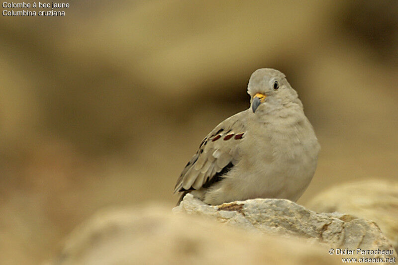 Croaking Ground Dove