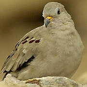 Croaking Ground Dove