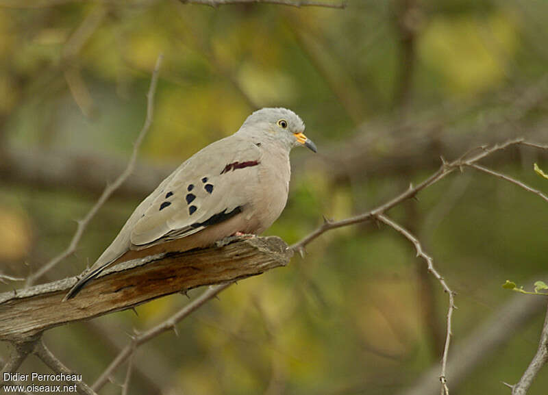 Croaking Ground Dove, identification