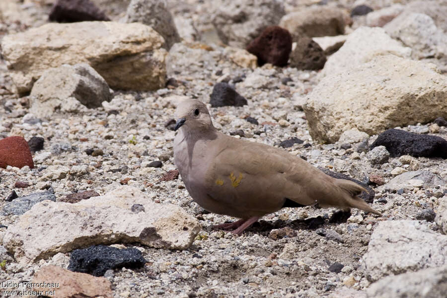 Golden-spotted Ground Dove