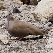 Golden-spotted Ground Dove