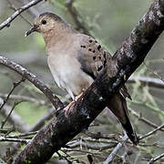 Ecuadorian Ground Dove