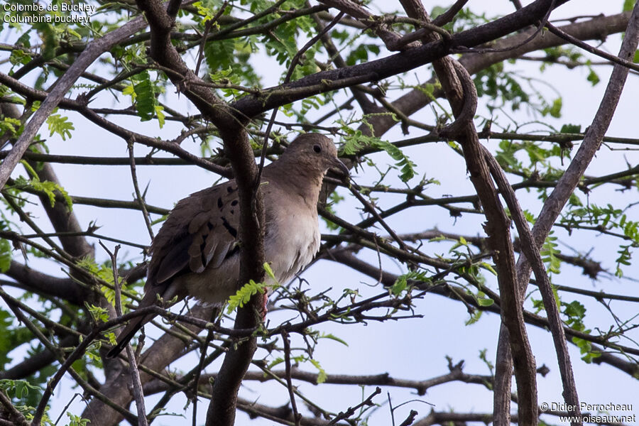 Ecuadorian Ground Dove