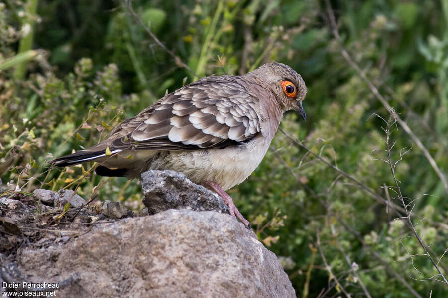 Bare-faced Ground Doveadult, habitat, pigmentation