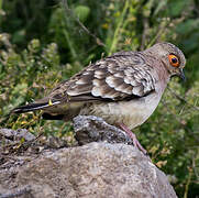 Bare-faced Ground Dove