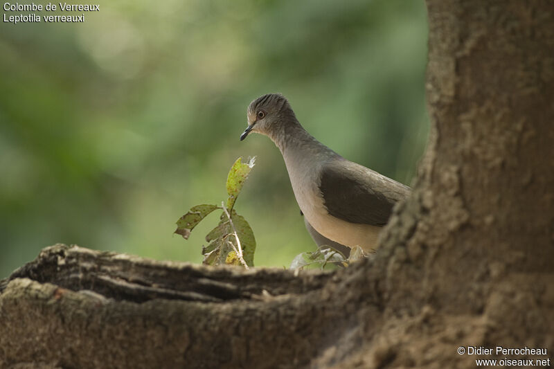 White-tipped Dove, identification