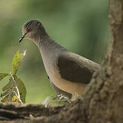 White-tipped Dove