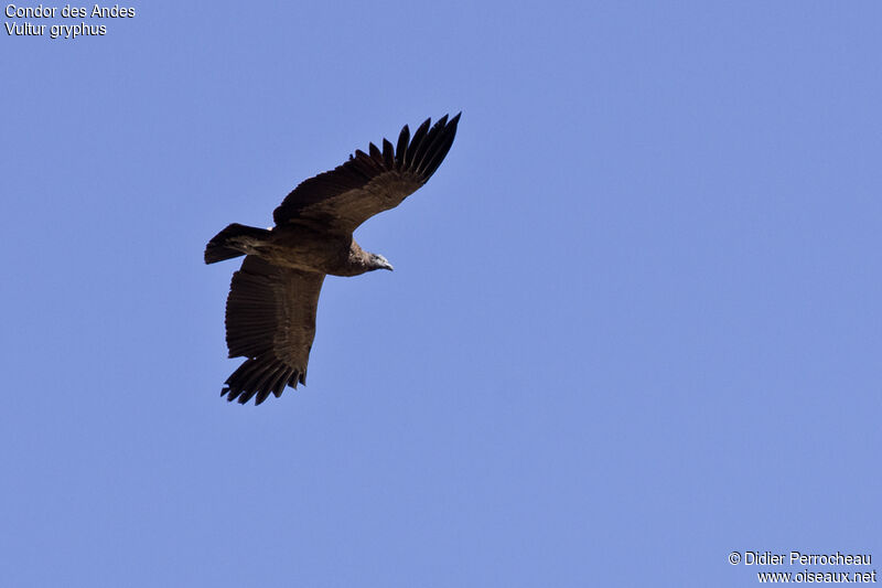 Condor des Andesjuvénile