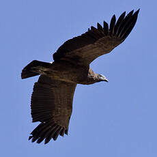 Condor des Andes