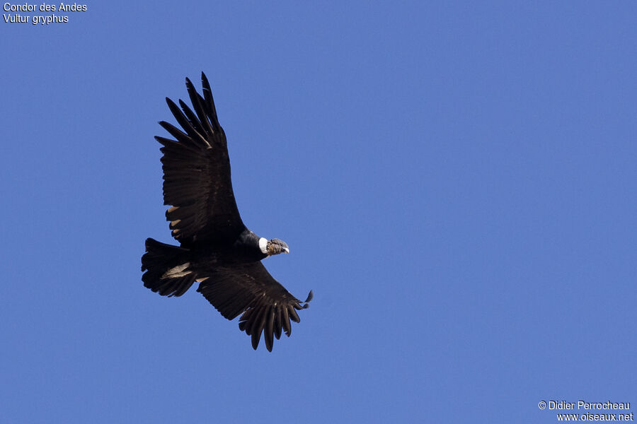 Andean Condoradult