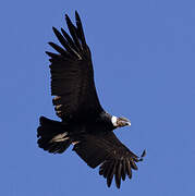 Condor des Andes