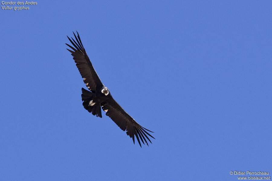 Andean Condoradult