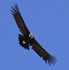 Condor des Andes