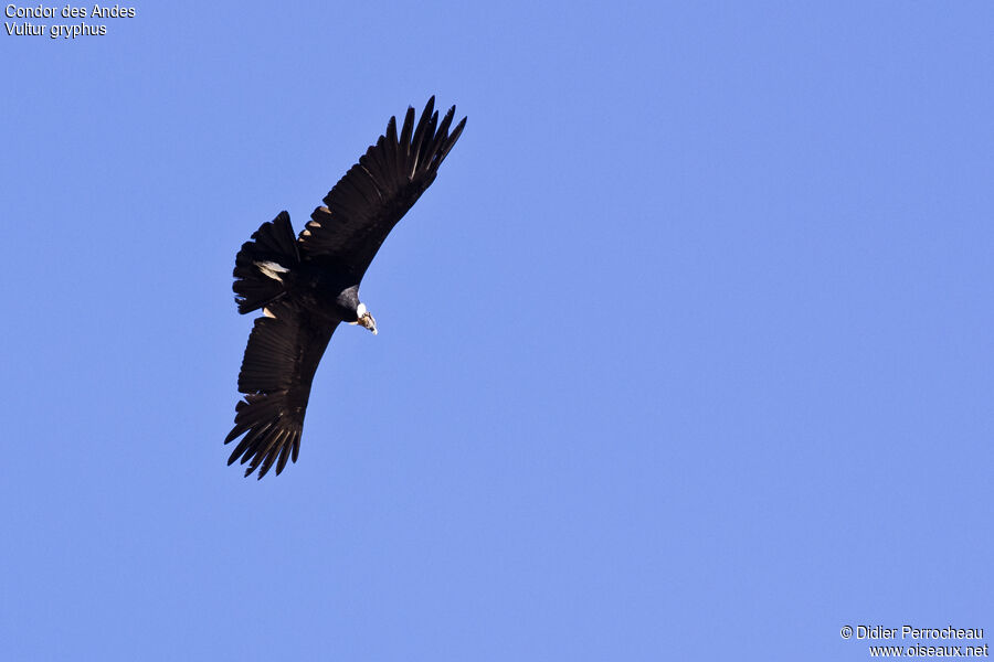 Andean Condoradult