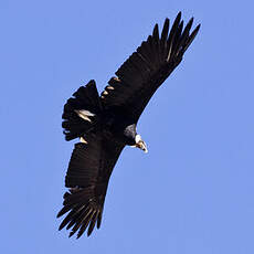 Condor des Andes