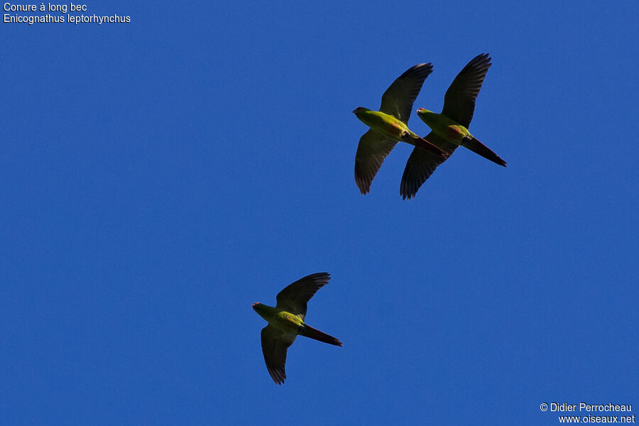 Slender-billed Parakeet