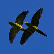 Slender-billed Parakeet