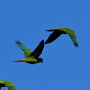 Slender-billed Parakeet