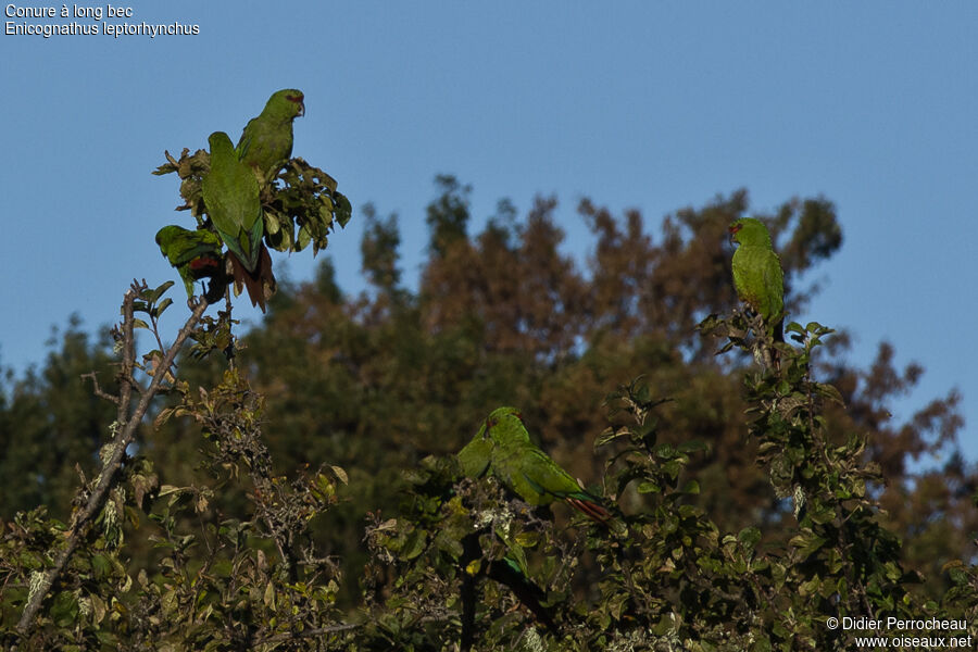 Slender-billed Parakeet