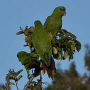 Slender-billed Parakeet