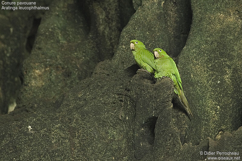 White-eyed Parakeet