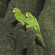 White-eyed Parakeet