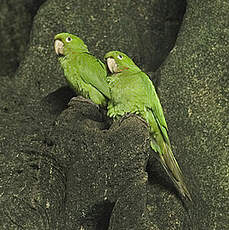 Conure pavouane