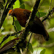 Andean Cock-of-the-rock