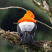 Andean Cock-of-the-rock