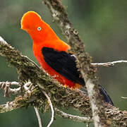 Andean Cock-of-the-rock