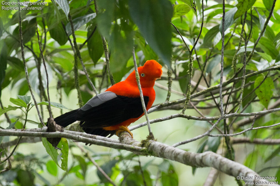 Andean Cock-of-the-rock