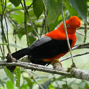 Andean Cock-of-the-rock