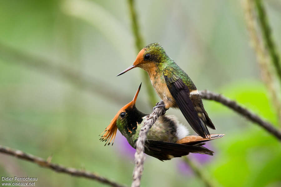 Rufous-crested Coquetteadult, Behaviour