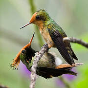 Rufous-crested Coquette