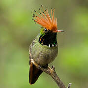 Rufous-crested Coquette