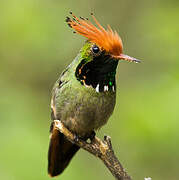 Rufous-crested Coquette