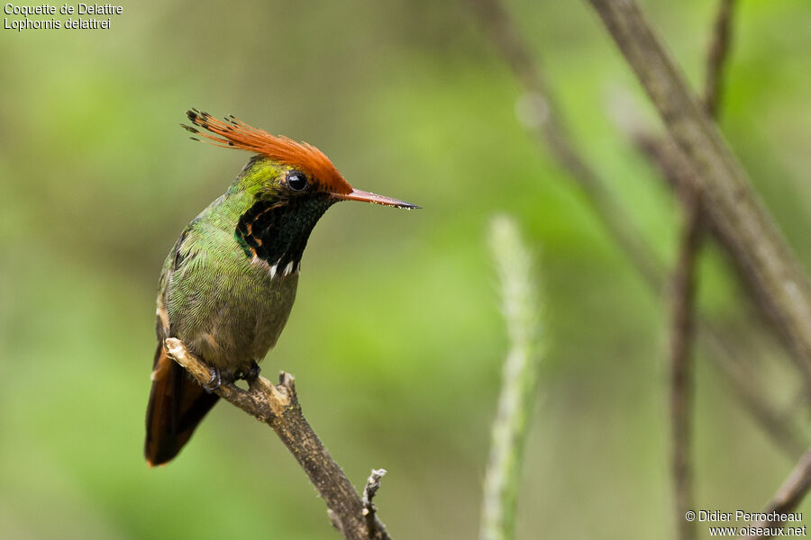 Rufous-crested Coquette