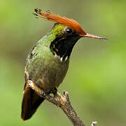 Rufous-crested Coquette