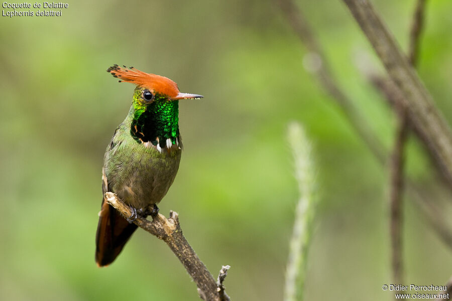 Rufous-crested Coquette