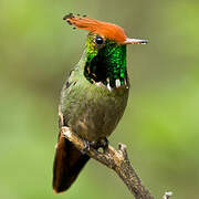 Rufous-crested Coquette