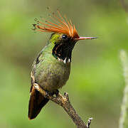 Rufous-crested Coquette